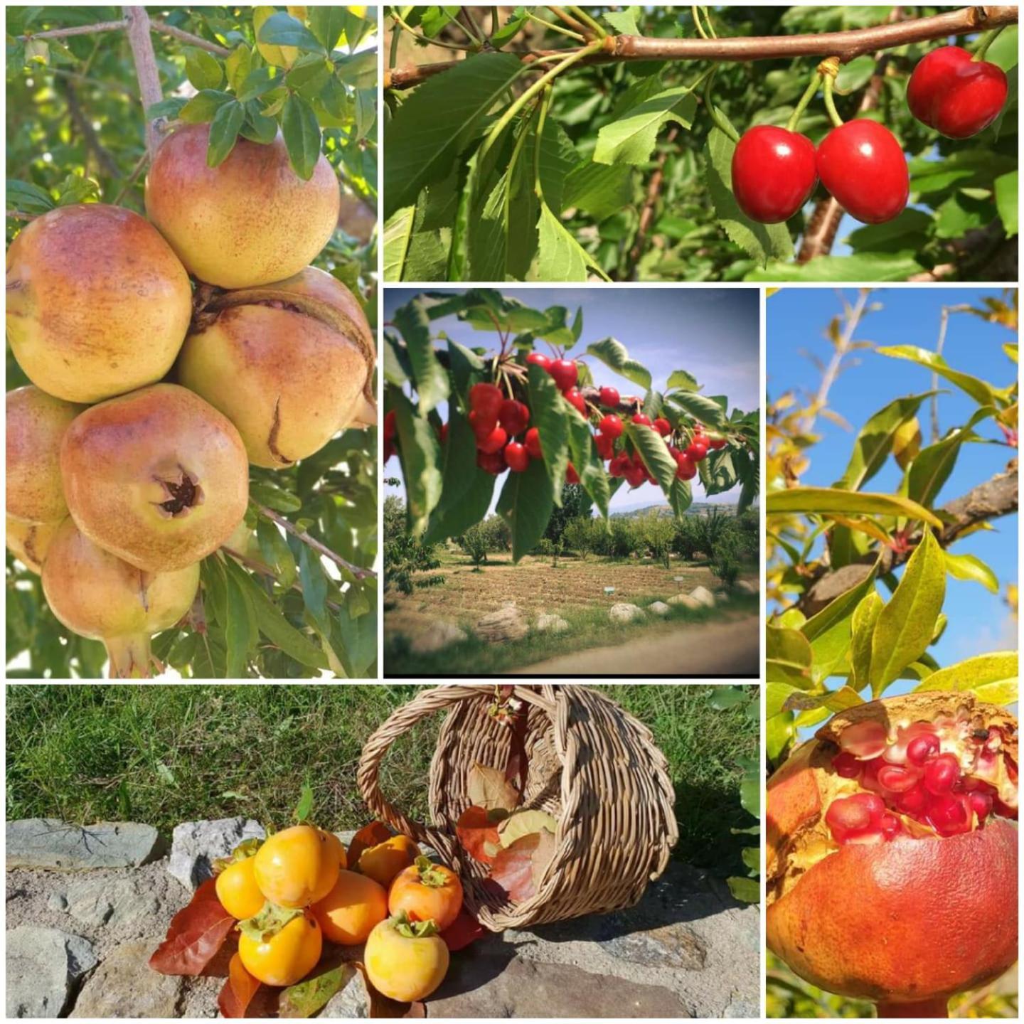 Agri Art Villa San Benedetto Ullano Exterior foto