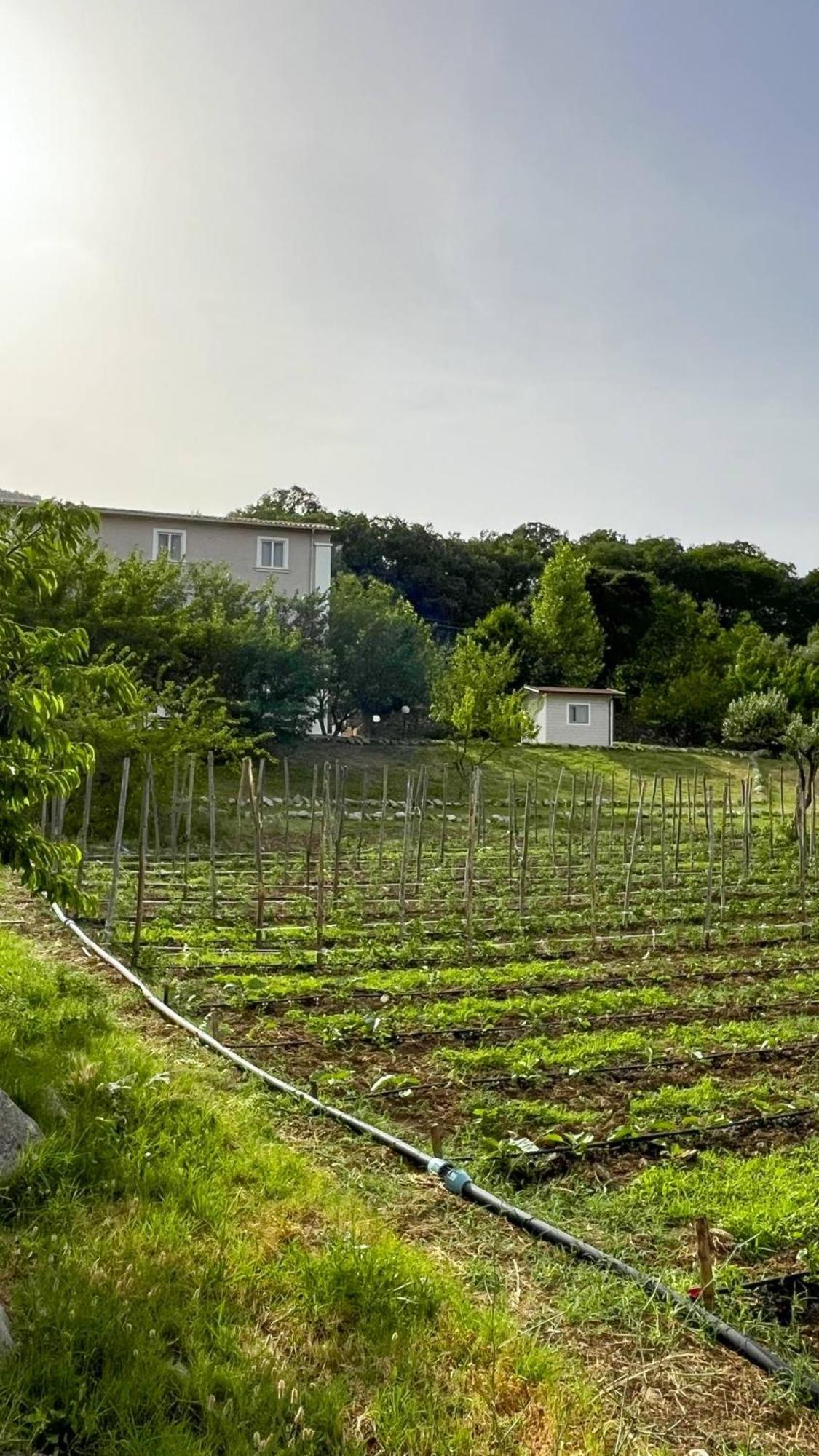 Agri Art Villa San Benedetto Ullano Exterior foto